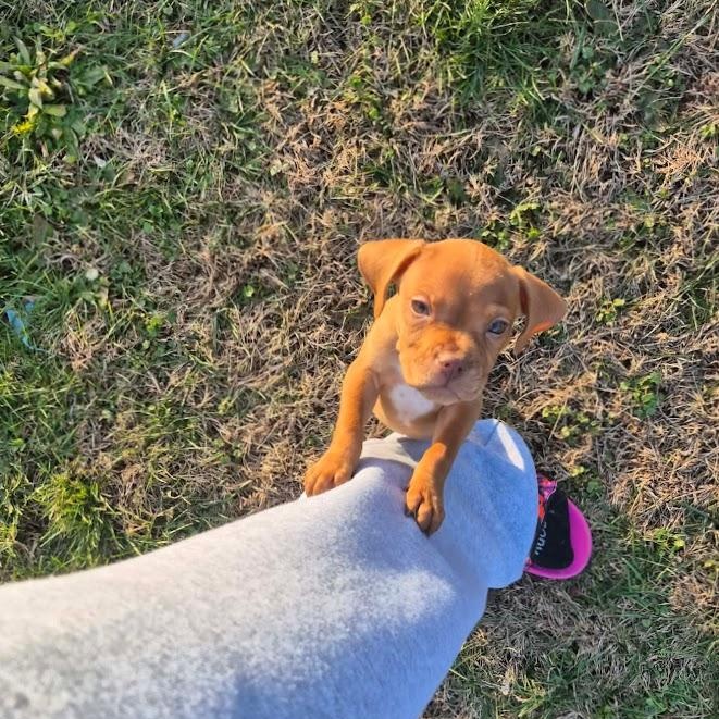 Enlarge Yam, an adopted mixed breed in Shermans Dale, PA image 2/5