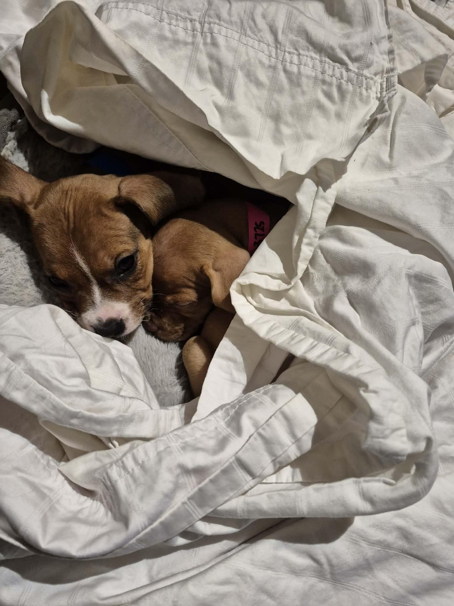 Enlarge Yam, a ADOPTABLE mixed breed in Shermans Dale, PA image 3/3