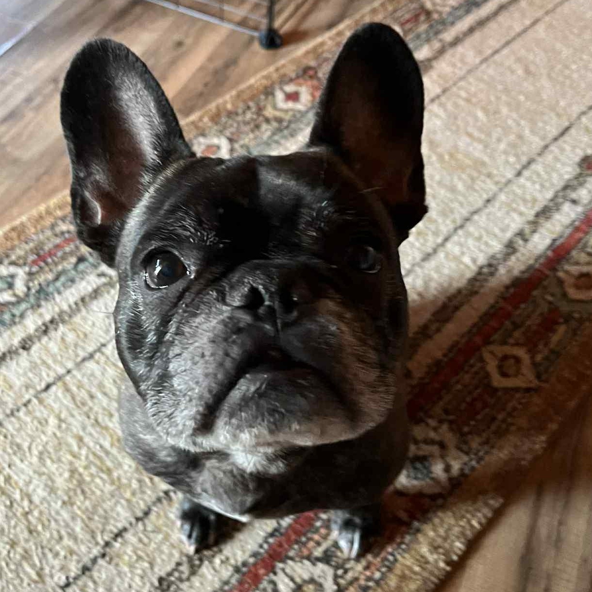 Marc Anthony, a Adoptable French Bulldog in Branchport, NY image 2/5