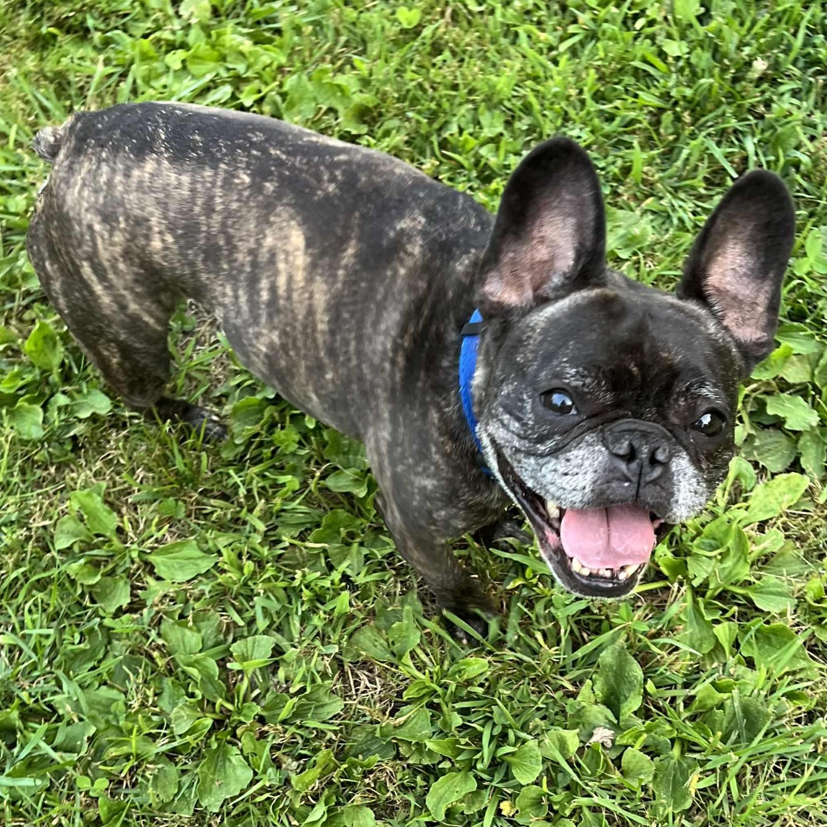 Marc Anthony, a Adoptable French Bulldog in Branchport, NY image 3/5