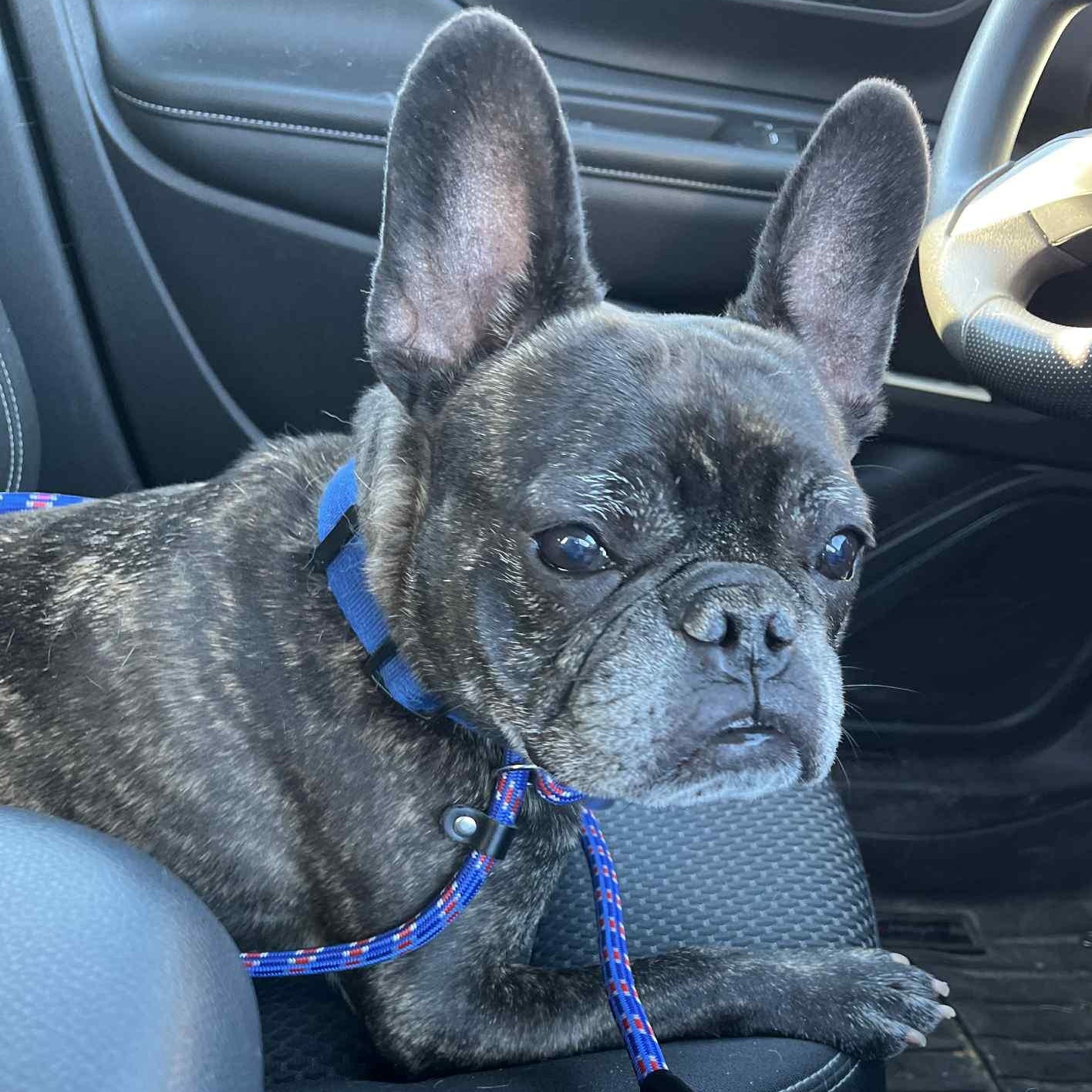 Marc Anthony, a Adoptable French Bulldog in Branchport, NY image 4/5