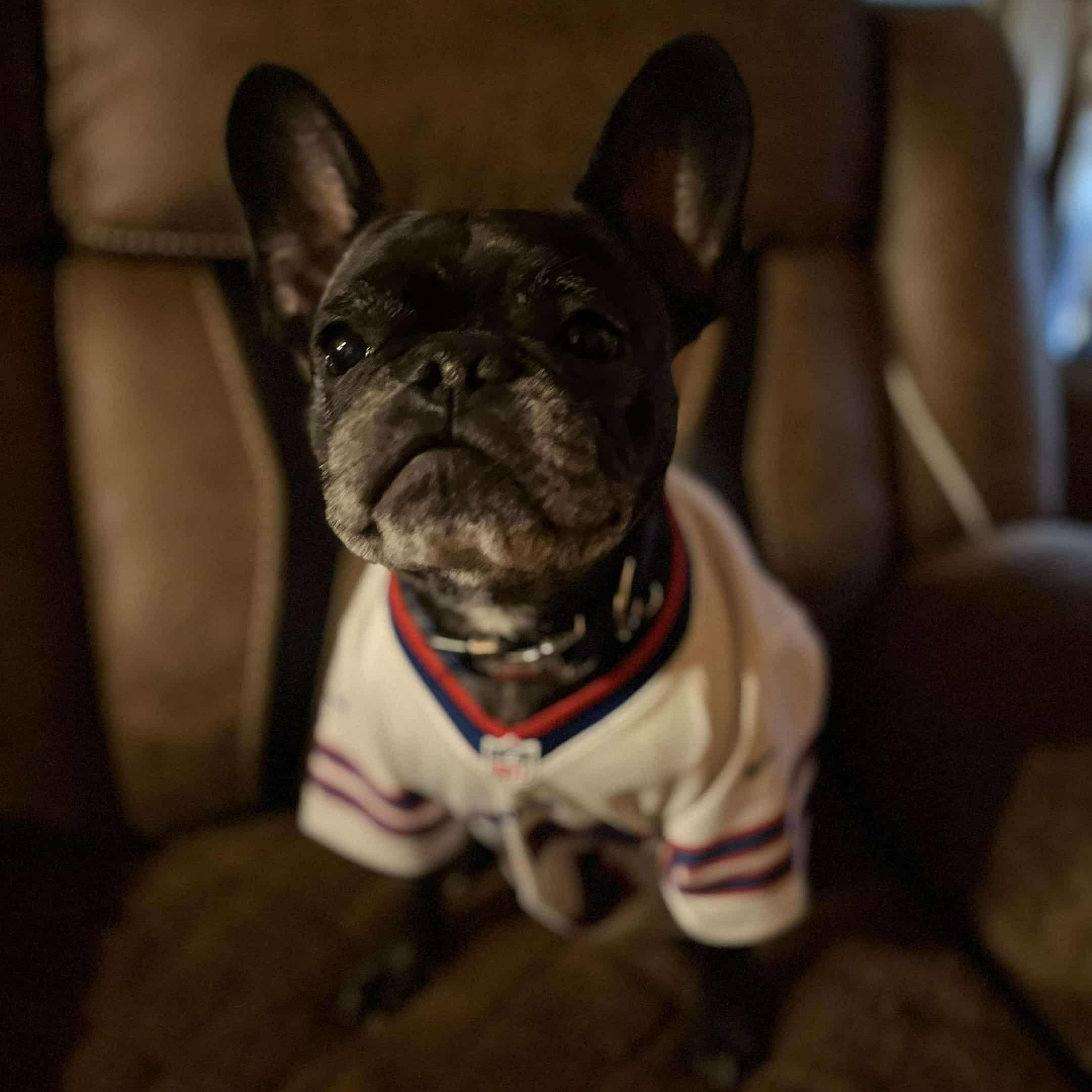 Marc Anthony, a Adoptable French Bulldog in Branchport, NY image 1/5