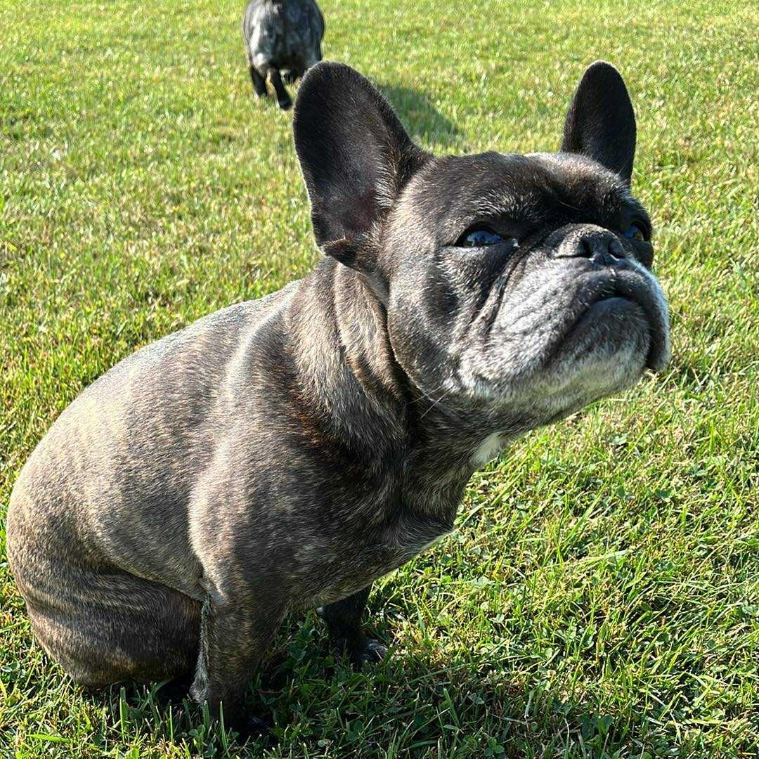 Marc Anthony, a Adoptable French Bulldog in Branchport, NY image 5/5