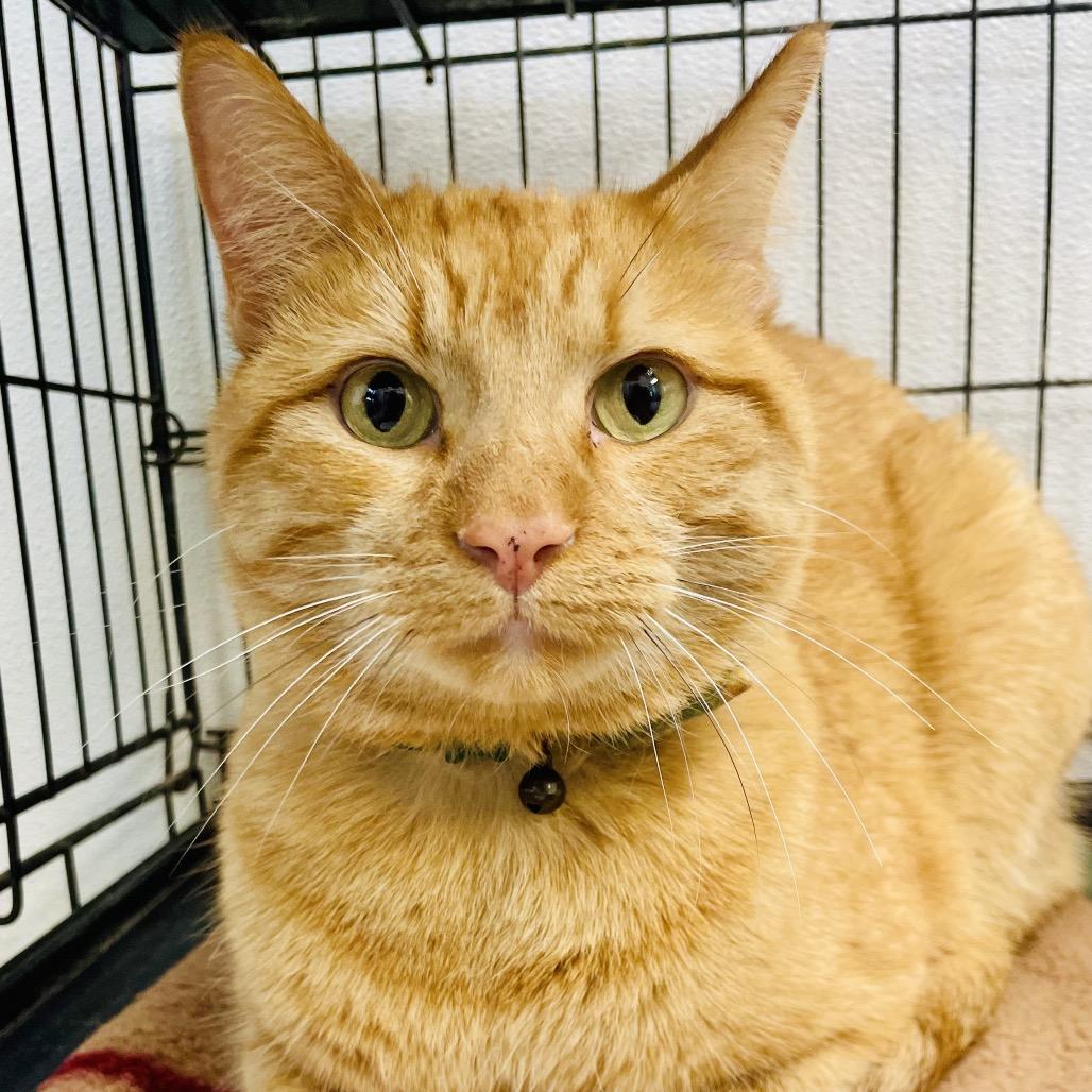 Enlarge Beans, a Adoptable Domestic Short Hair in Lebanon, MO image 1/2