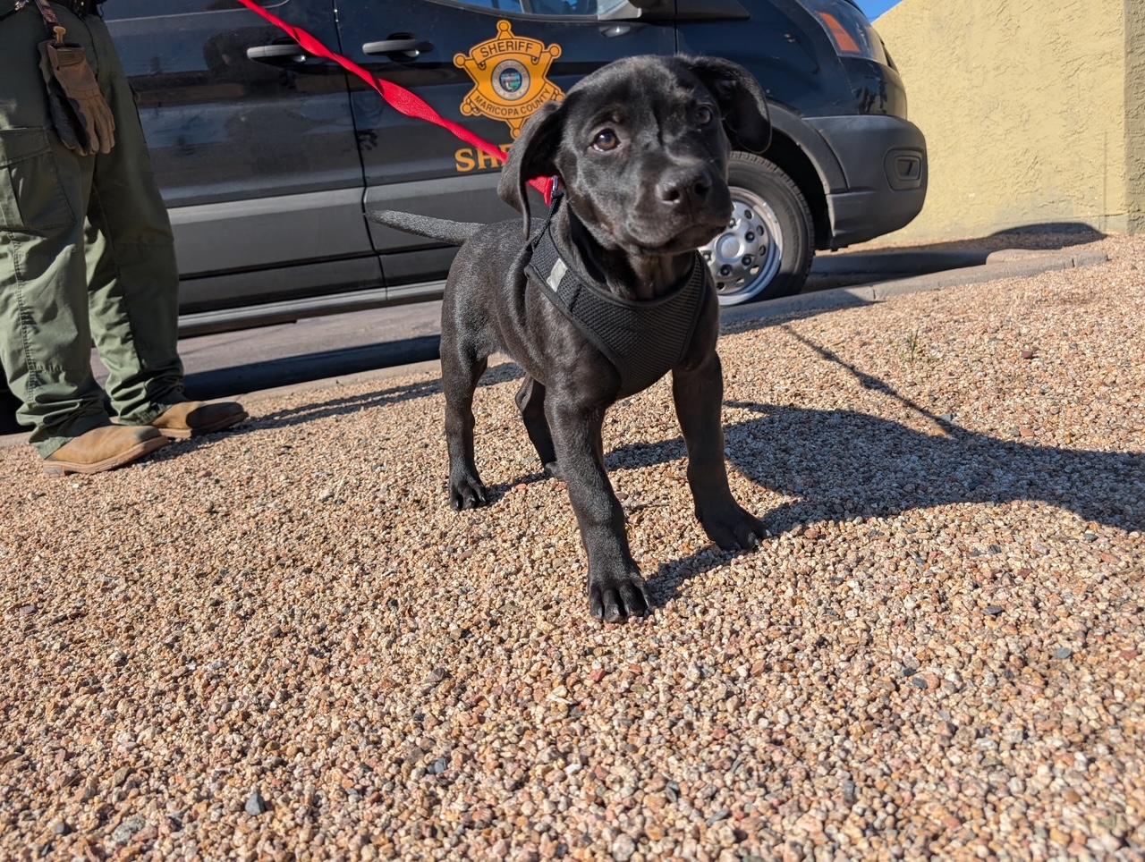 Panther 4294, adopted, Young Male Labrador Retriever.