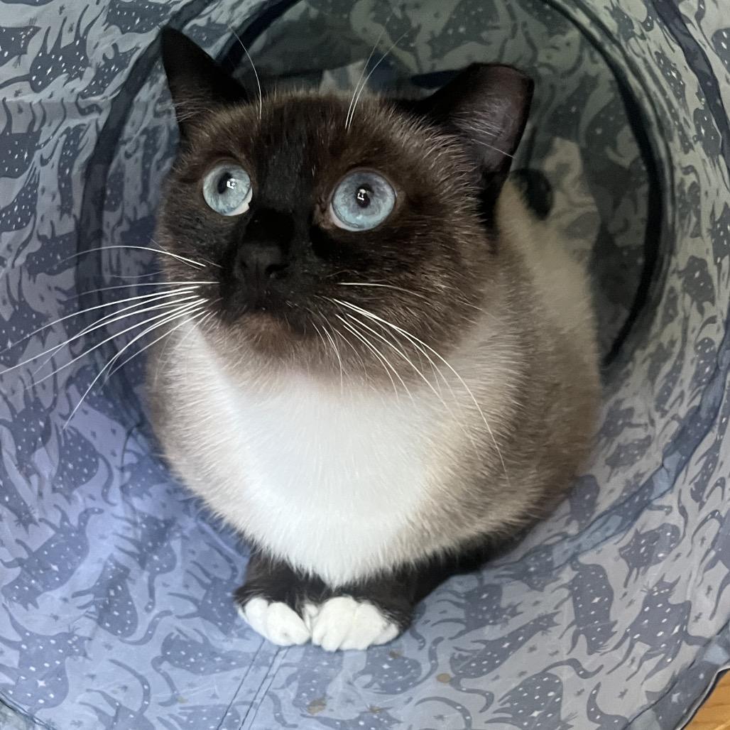 MeiMei, Adoptable, Adult Female Siamese.
