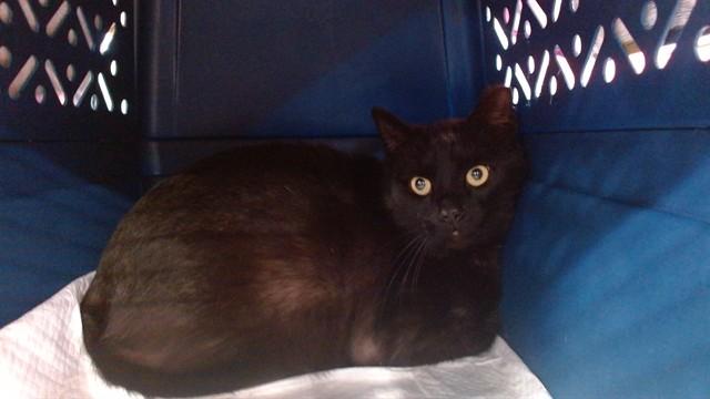 Enlarge CATTIE, a Adoptable Domestic Short Hair in Louisville, KY image 1/1