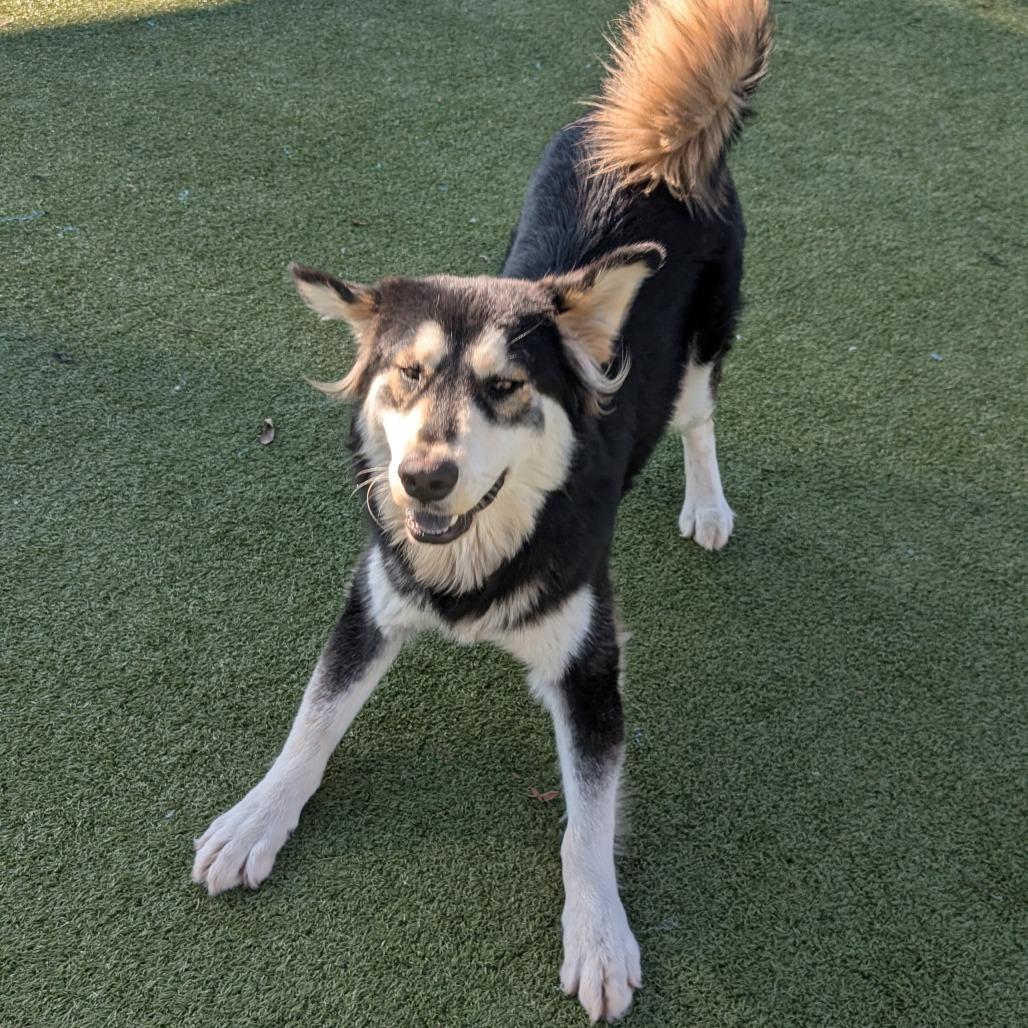 Netsky, Adoptable, Adult Male Alaskan Malamute.