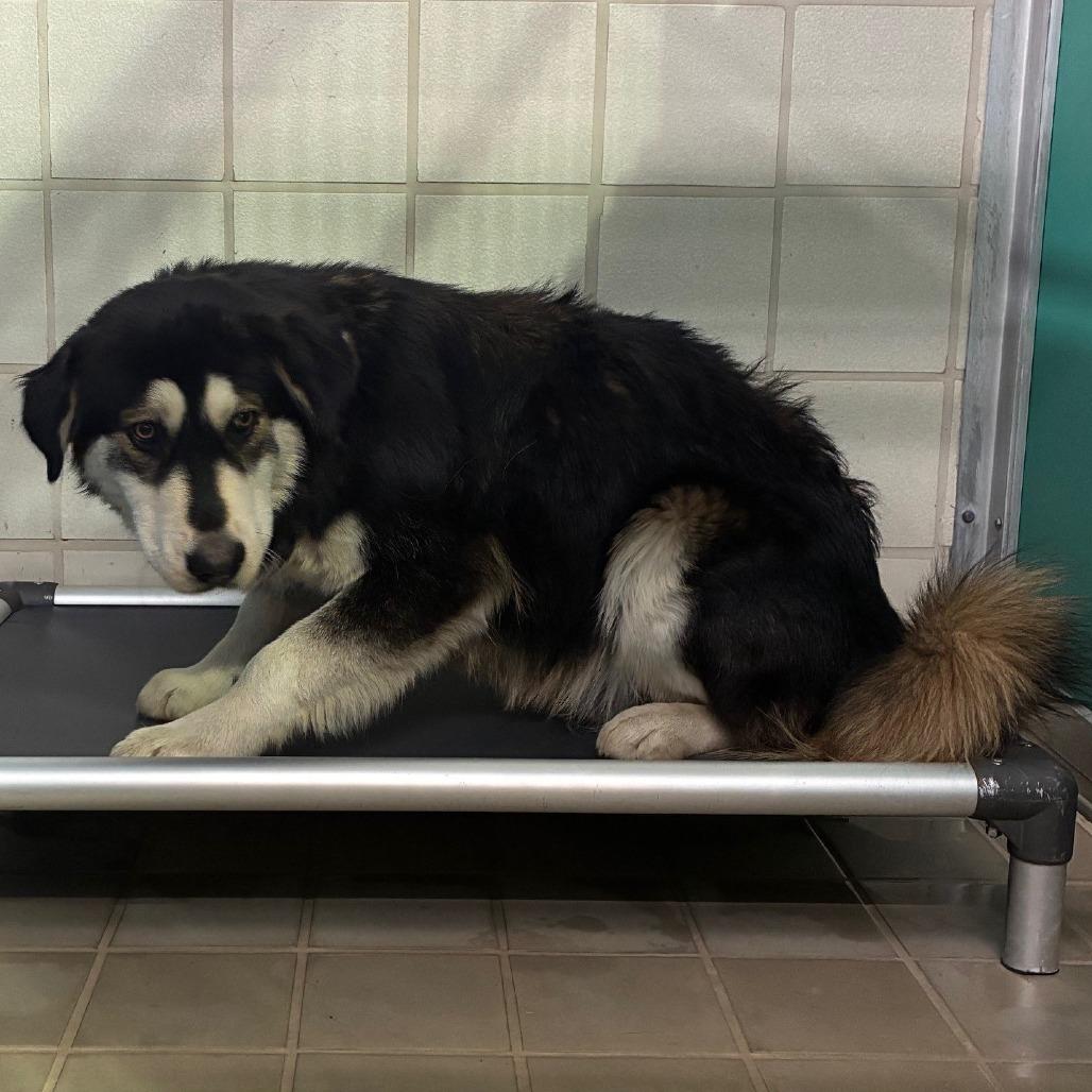 Netsky, Adoptable, Adult Female Alaskan Malamute.
