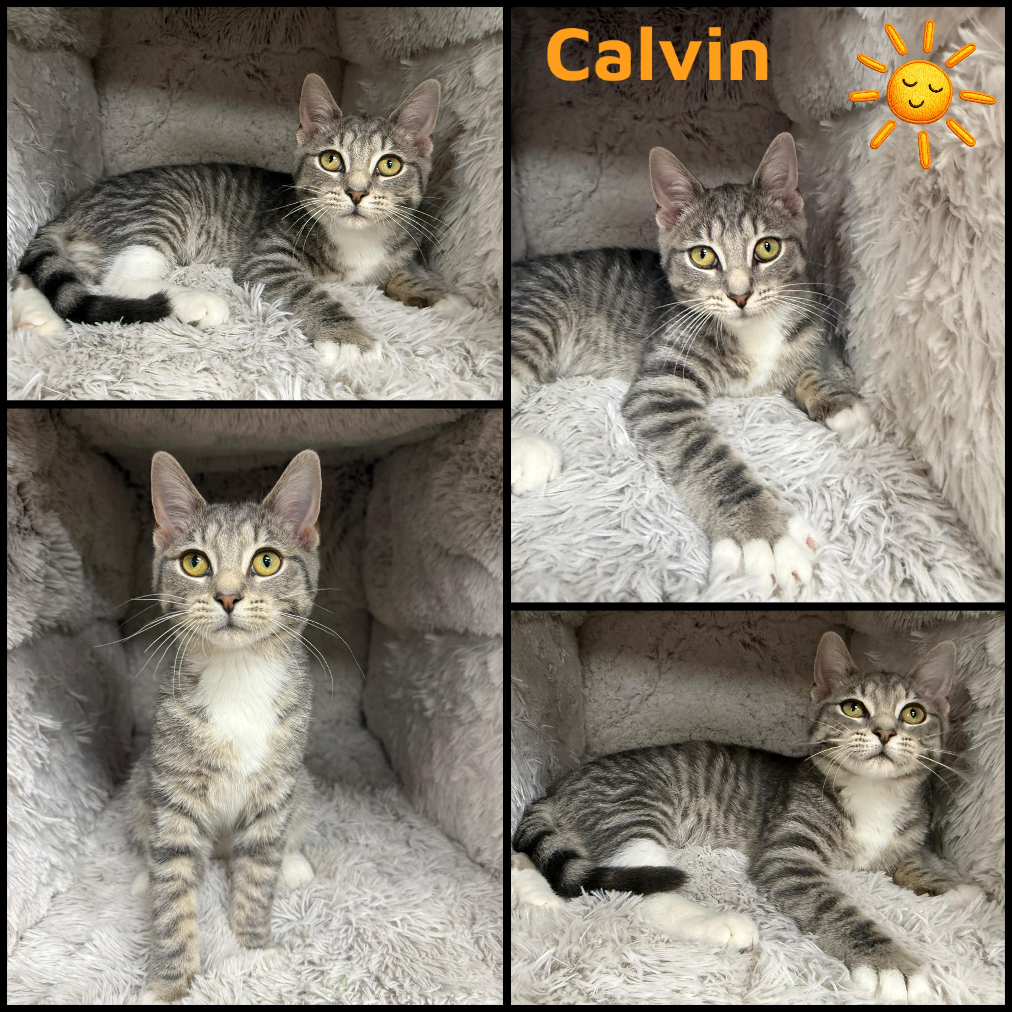 Calvin, ADOPTABLE, Young Male Domestic Short Hair.
