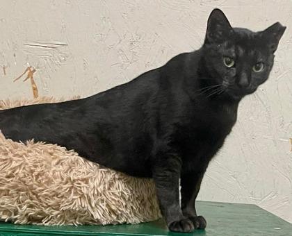 Buttons, Adoptable, Young Female Domestic Short Hair & Domestic Short Hair.