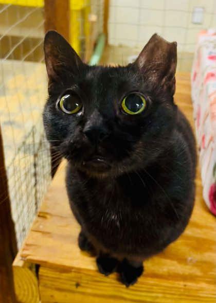 Buttons, Adoptable, Young Female Domestic Short Hair & Domestic Short Hair.