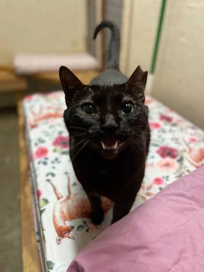 Enlarge Buttons, a Adoptable Domestic Short Hair in River Ridge, LA image 3/3