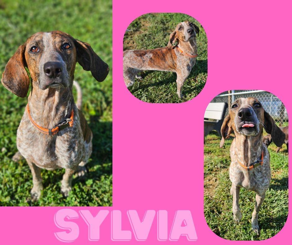 Enlarge Sylvia, a Adopted mixed breed in Kingsport, TN image 1/1