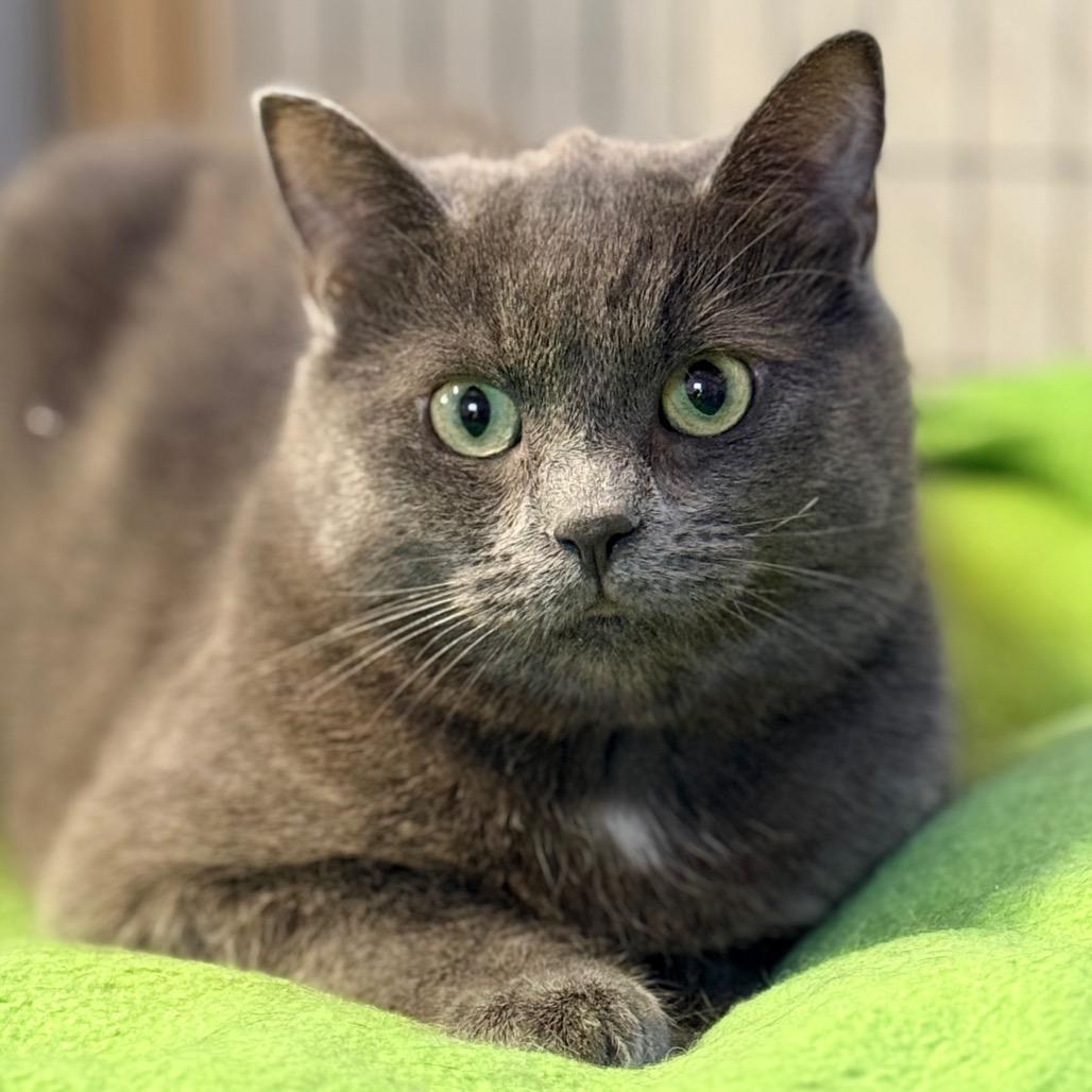 Robin, Adoptable, Young Female Domestic Short Hair.