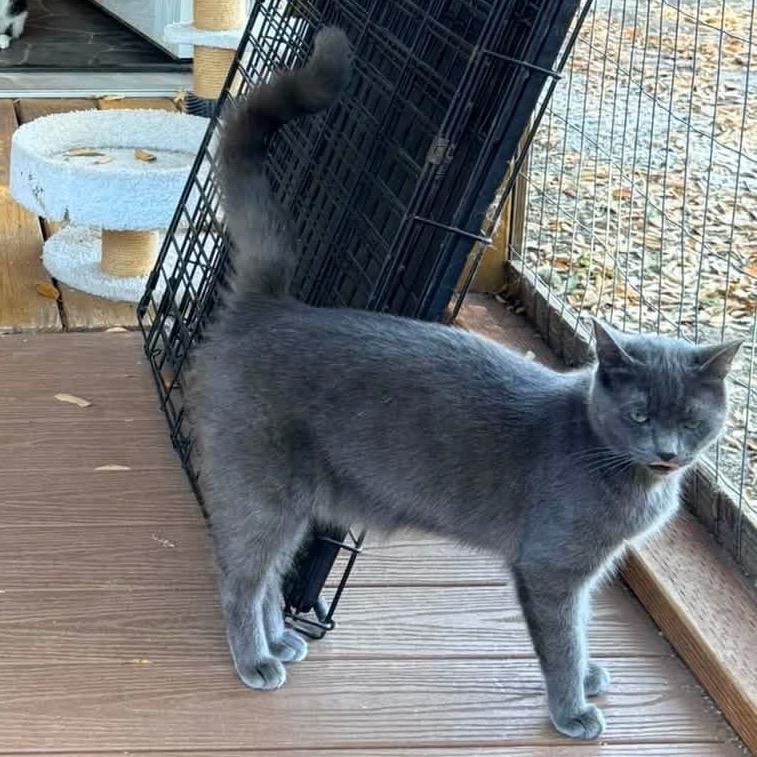 Robin, a Adoptable Domestic Short Hair in Redwood Valley, CA image 2/4