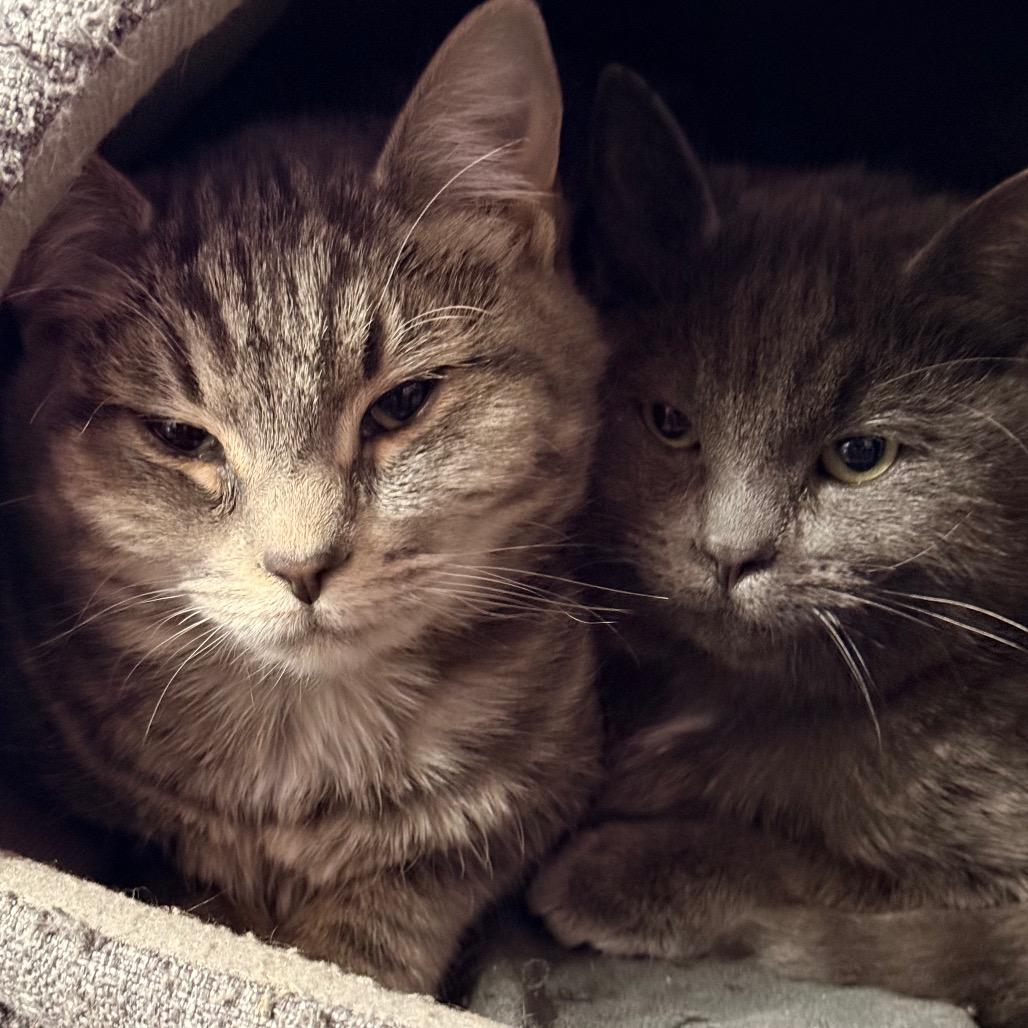 Enlarge Robin, a Adoptable Domestic Short Hair in Redwood Valley, CA image 2/3