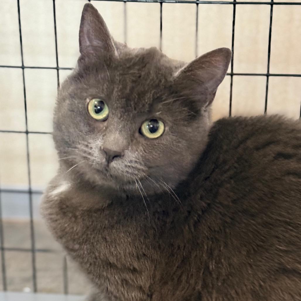 Enlarge Robin, a Adoptable Domestic Short Hair in Redwood Valley, CA image 3/3