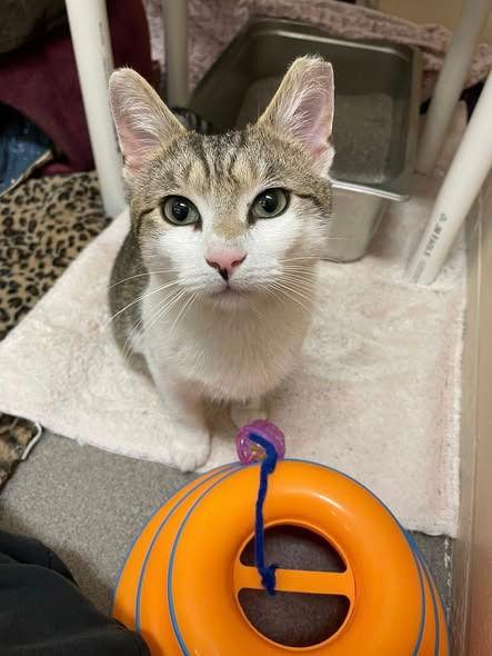 Enlarge Lancelot, a Adoptable Domestic Short Hair in Sayreville, NJ image 1/3