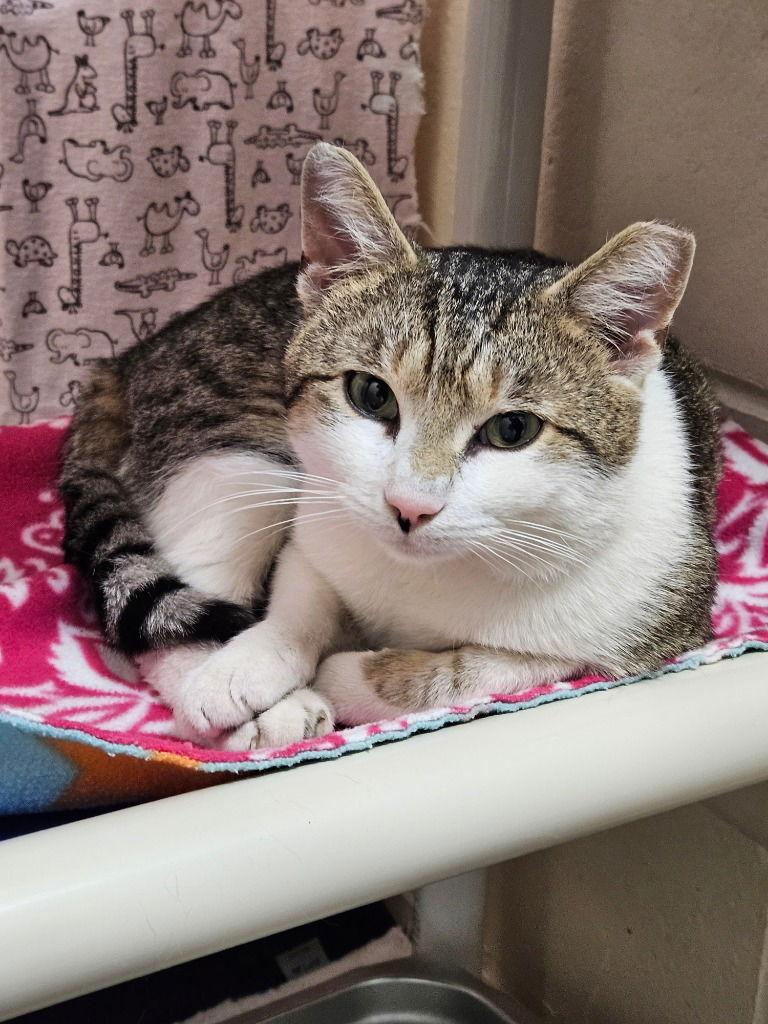 Enlarge Lancelot, a Adoptable Domestic Short Hair in Sayreville, NJ image 2/3