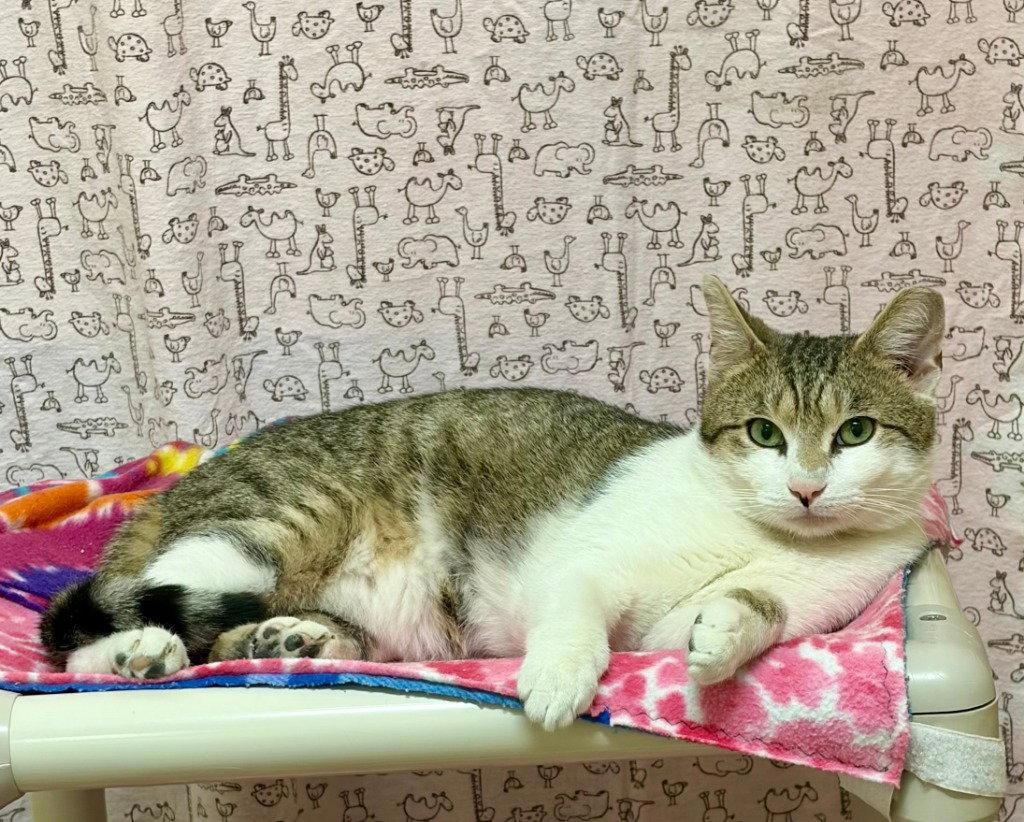 Lancelot, Adoptable, Adult Male Domestic Short Hair.