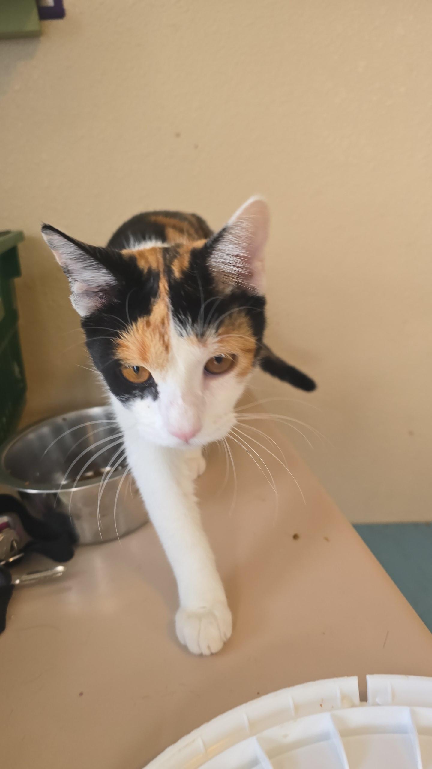 Enlarge Carmel, a ADOPTABLE Calico in Globe, AZ image 1/1