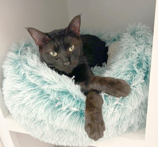 Zen, Adoptable, Adult Male Domestic Short Hair.
