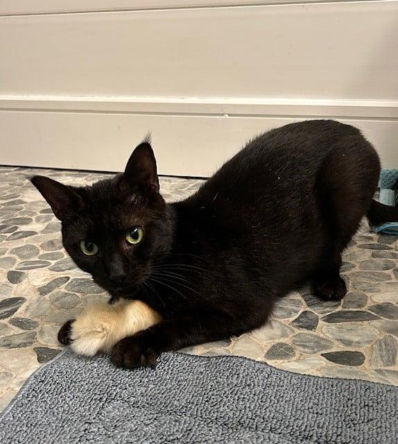 Enlarge Zen, a Adoptable Domestic Short Hair in Jacksonville, FL image 2/2