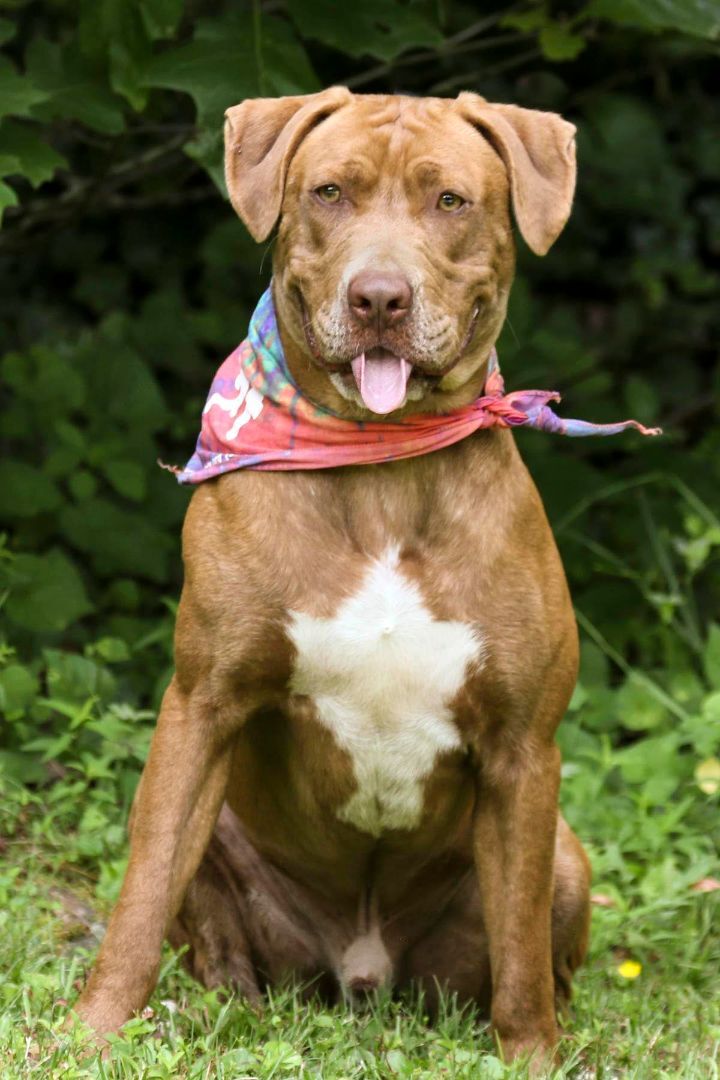 Kane, a Adoptable mixed breed in Cashiers, NC image 2/6