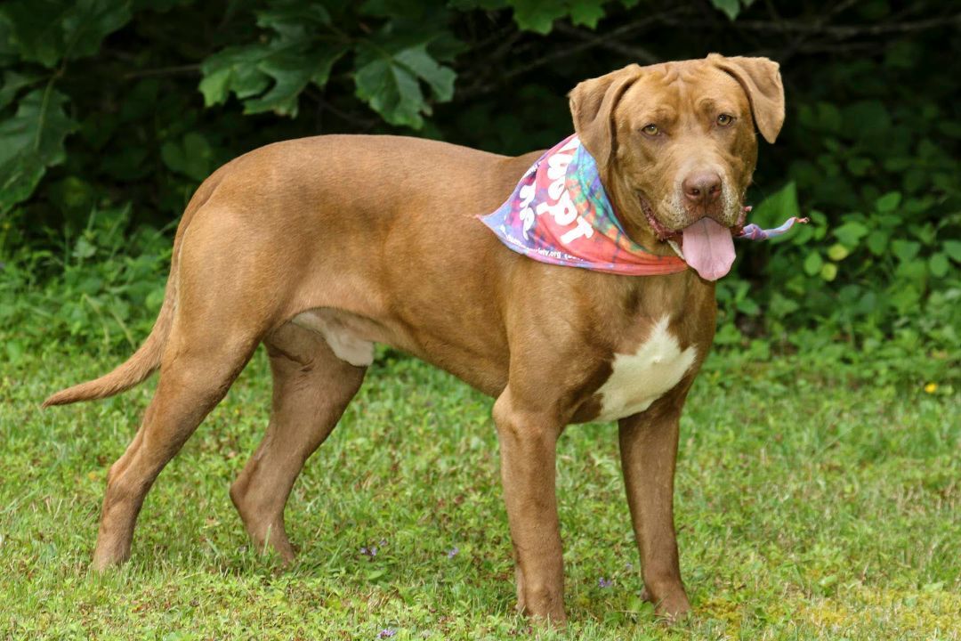 Kane, a Adoptable mixed breed in Cashiers, NC image 3/6