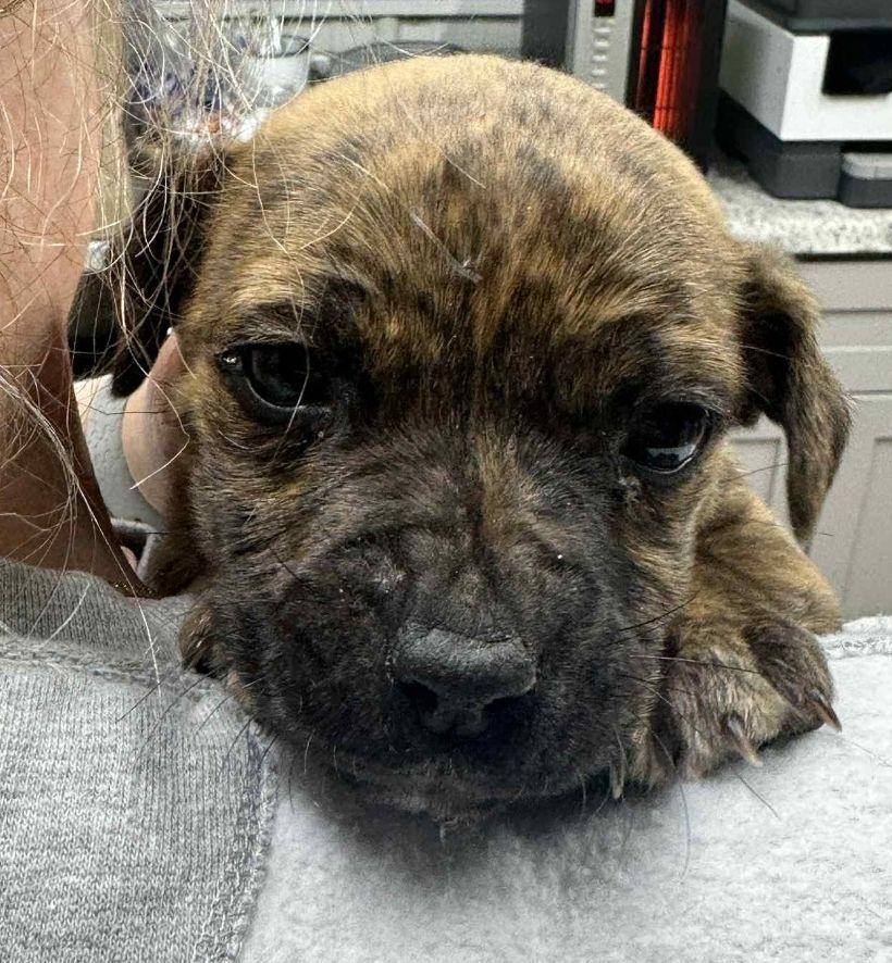 Enlarge Roadie, a Adoptable mixed breed in Waverly, OH image 1/1