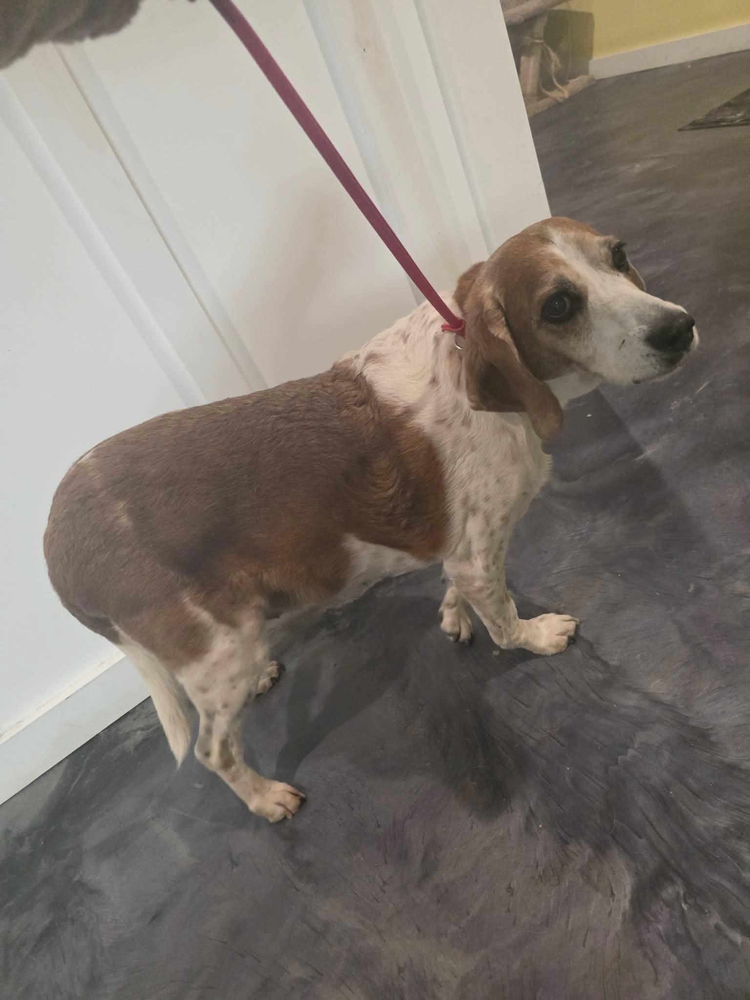 Lady, ADOPTABLE, Senior Female Beagle.