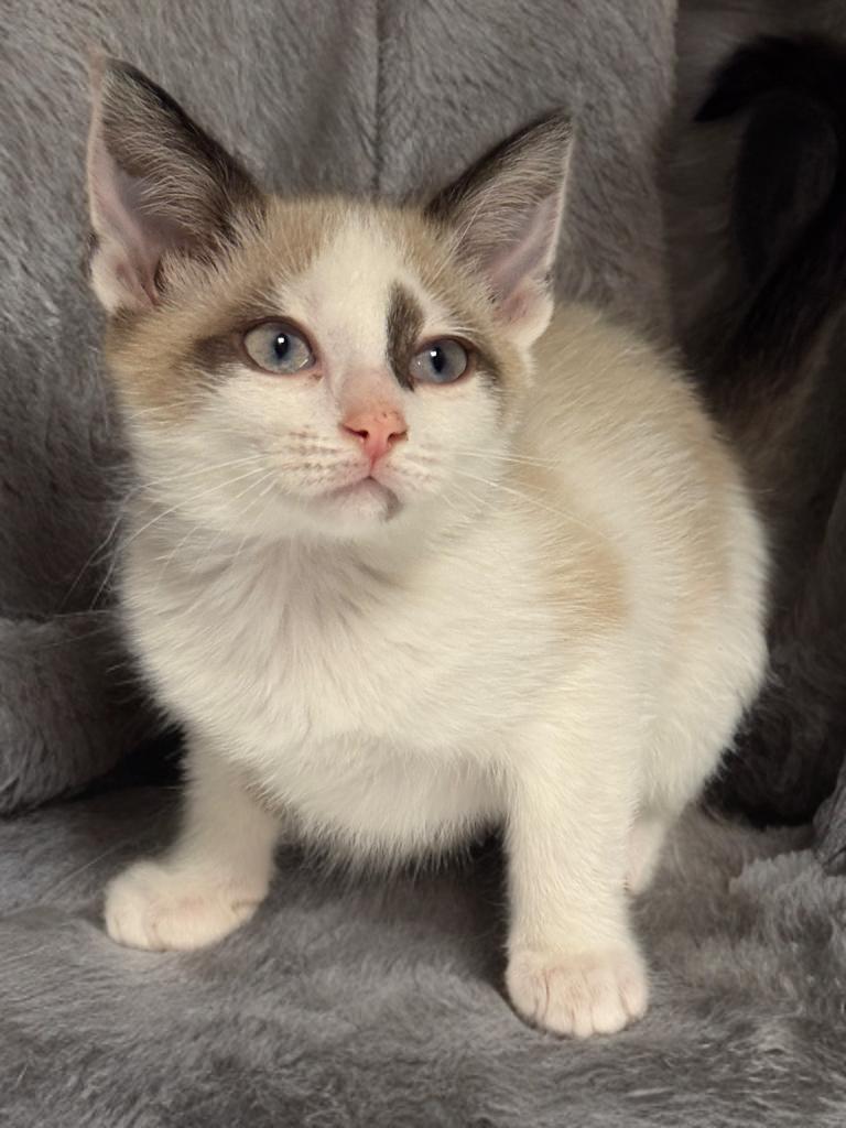 Kahlua, adopted, Kitten Female Siamese & Domestic Short Hair.