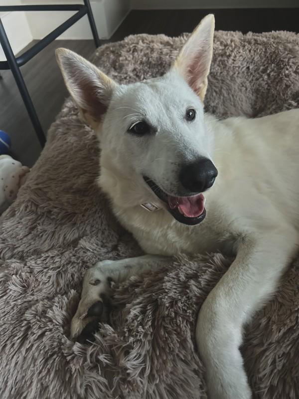 Enlarge Cloud, a Adoptable mixed breed in Austin, TX image 1/5