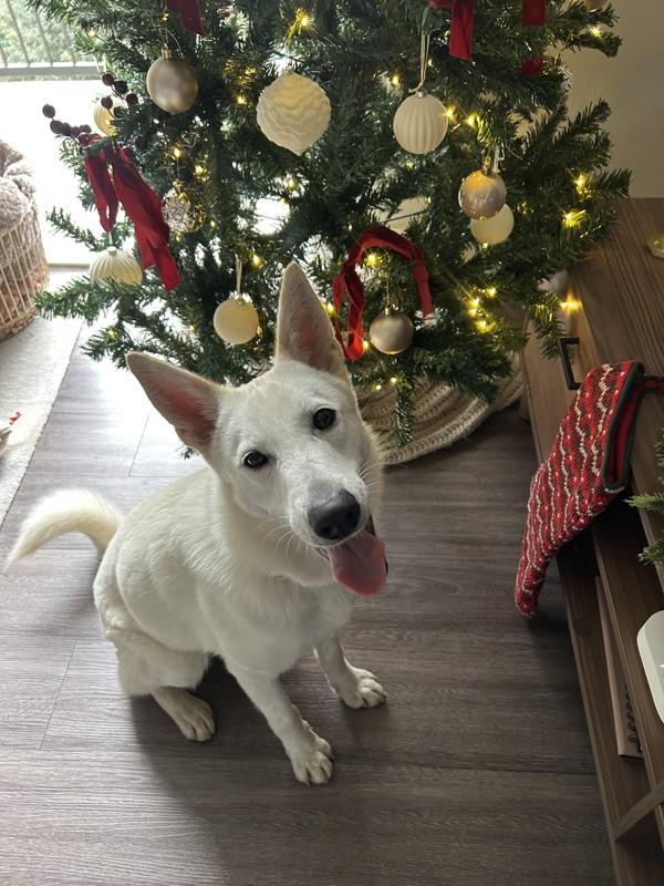 Enlarge Cloud, a Adoptable mixed breed in Austin, TX image 2/5