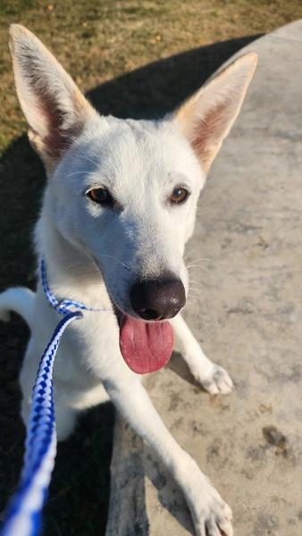 Enlarge Cloud, a Adoptable mixed breed in Austin, TX image 3/5