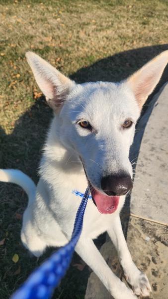 Enlarge Cloud, a Adoptable mixed breed in Austin, TX image 4/5