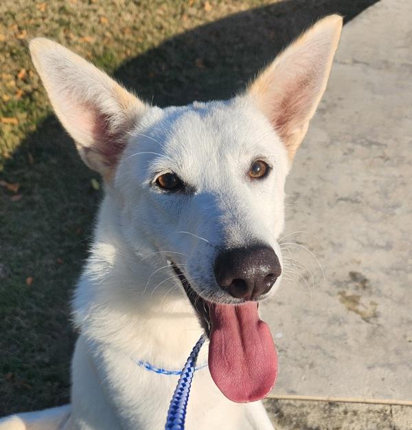 Enlarge Cloud, a Adoptable mixed breed in Austin, TX image 5/5