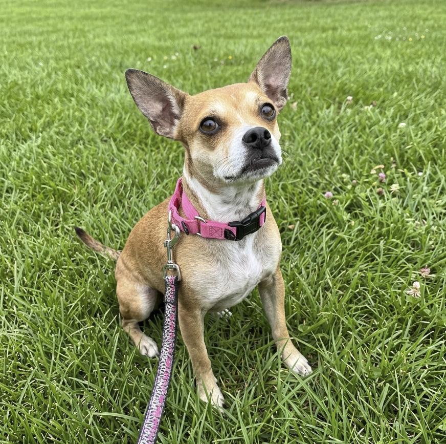 Lana, Adoptable, Young Female Chihuahua & Terrier.
