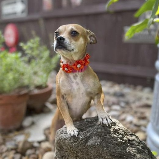 Enlarge Lana, a Adoptable mixed breed in Buffalo, NY image 5/6