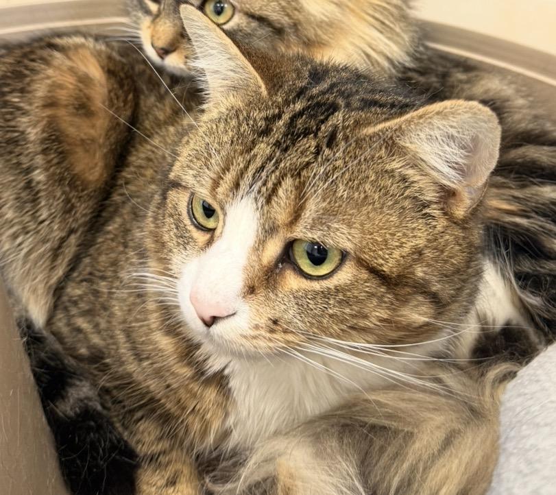 Enlarge Thyme, an adopted Domestic Short Hair in North Haven, CT image 2/6