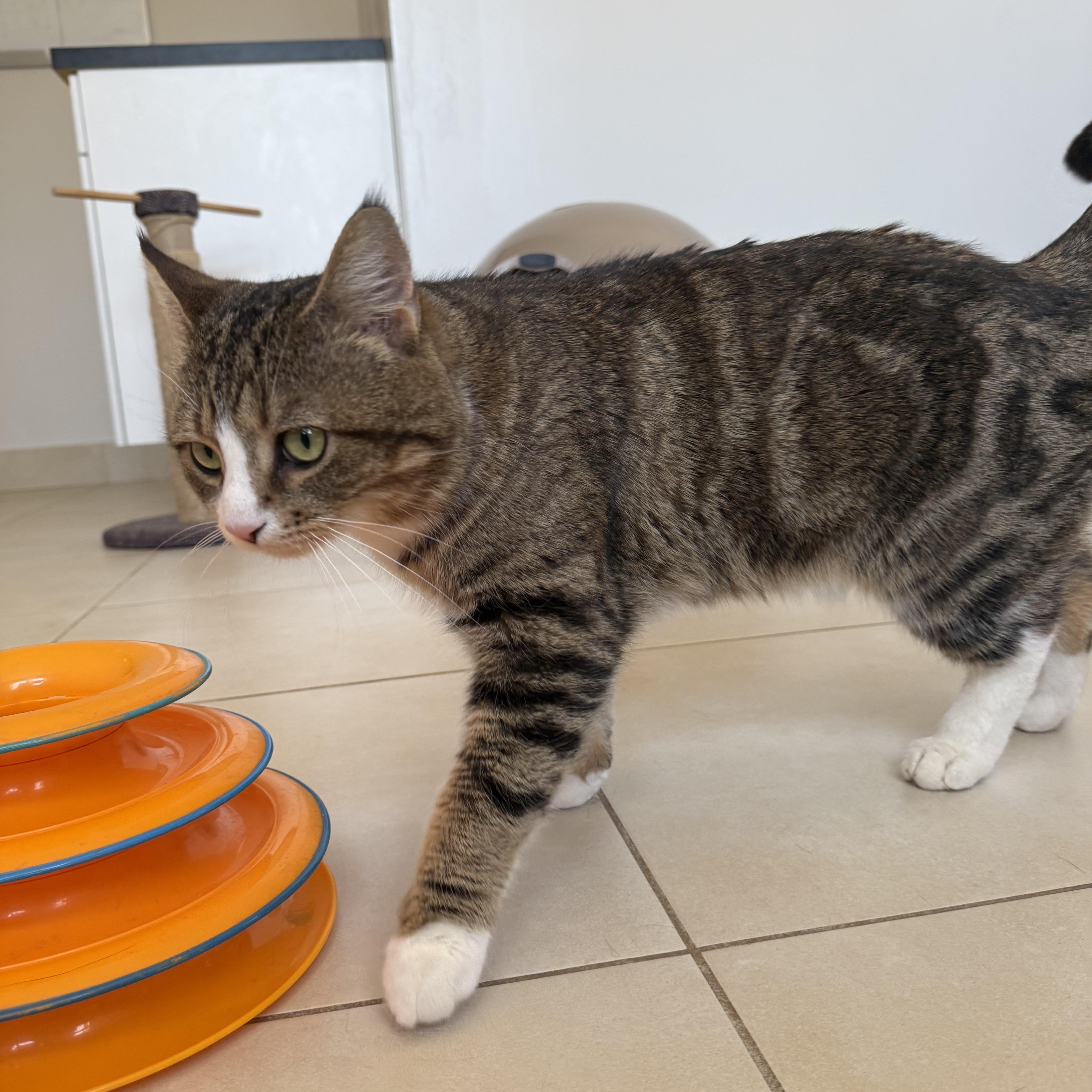 Enlarge Thyme, an adopted Domestic Short Hair in North Haven, CT image 6/6