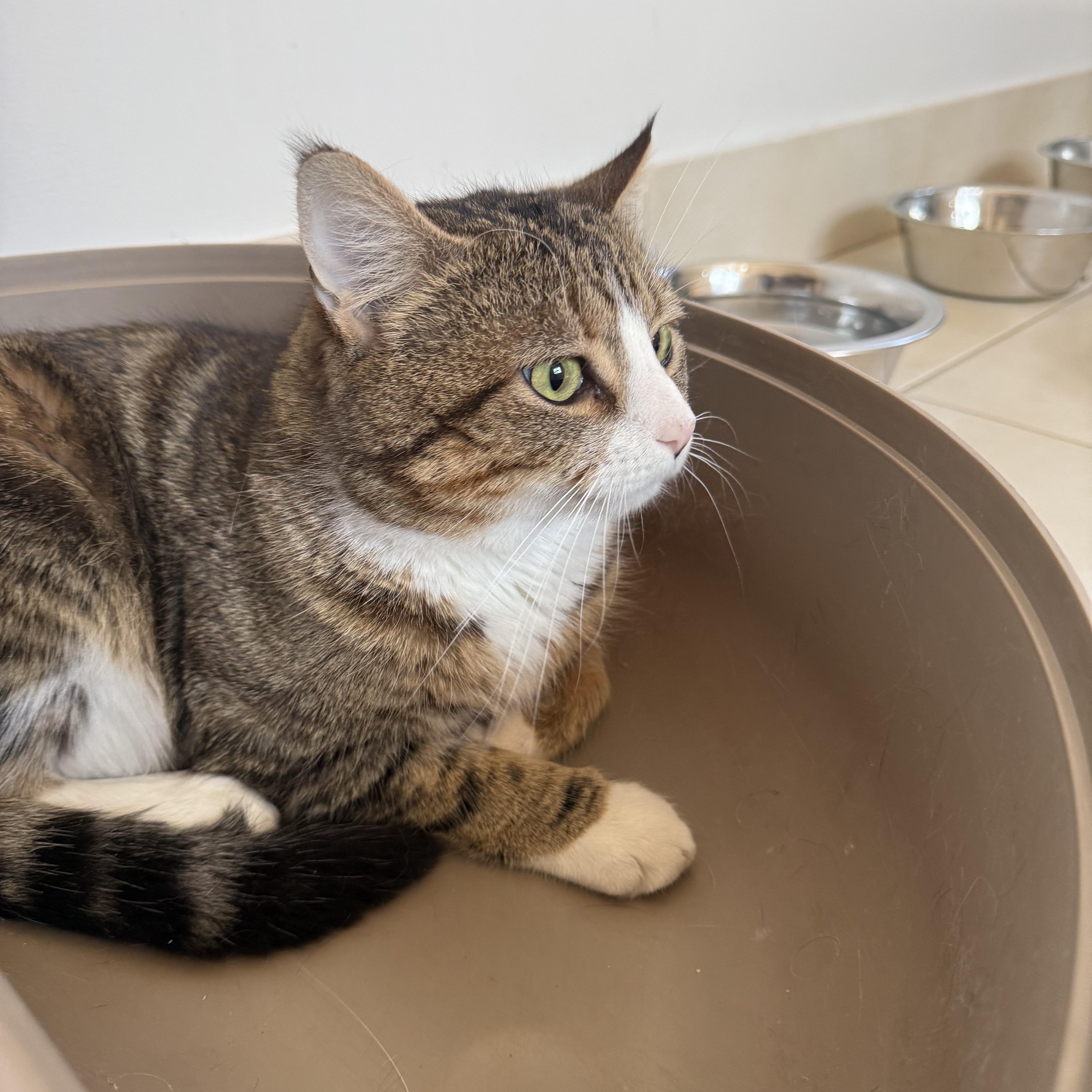 Enlarge Thyme, an adopted Domestic Short Hair in North Haven, CT image 5/6