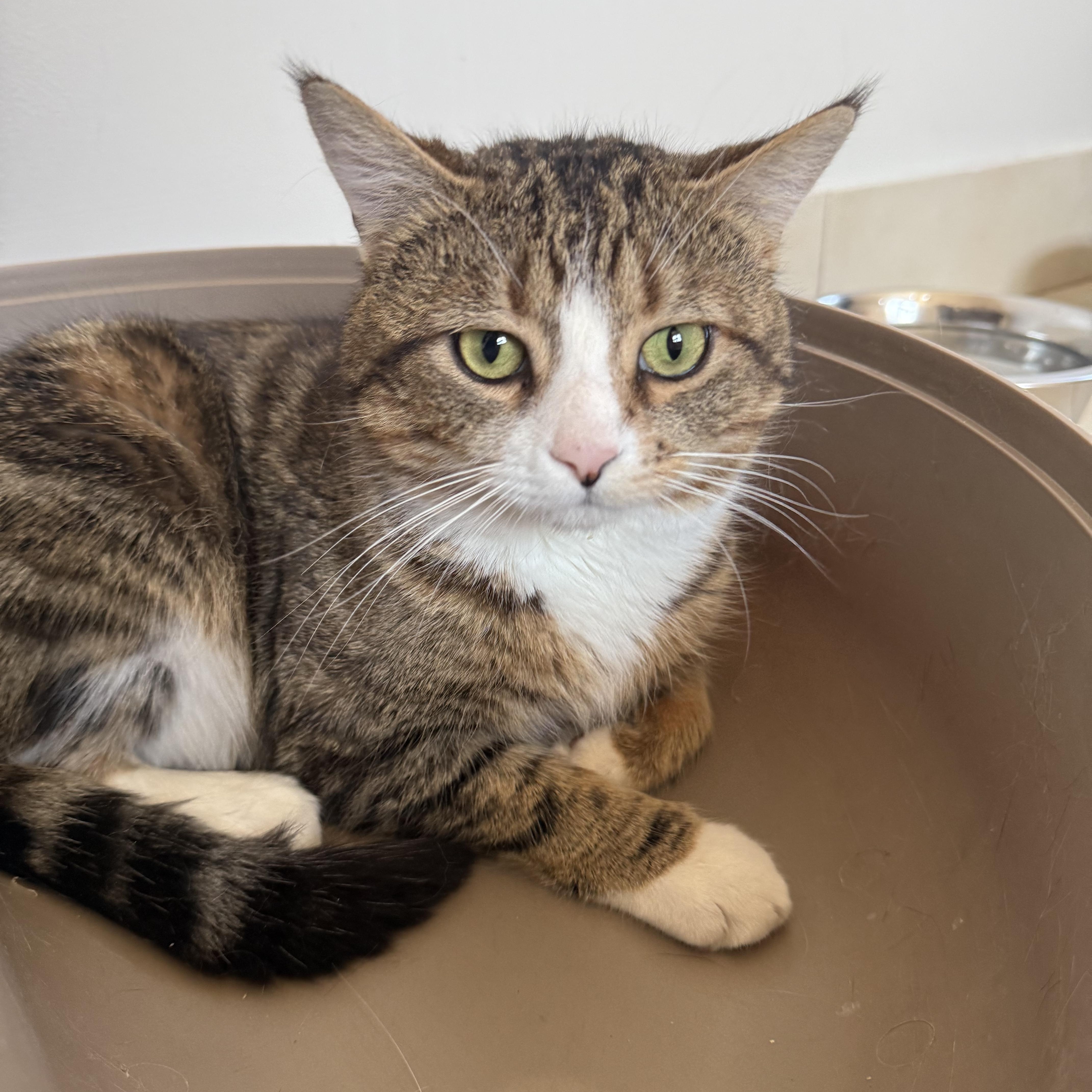 Thyme, adopted, Young Male Domestic Short Hair.