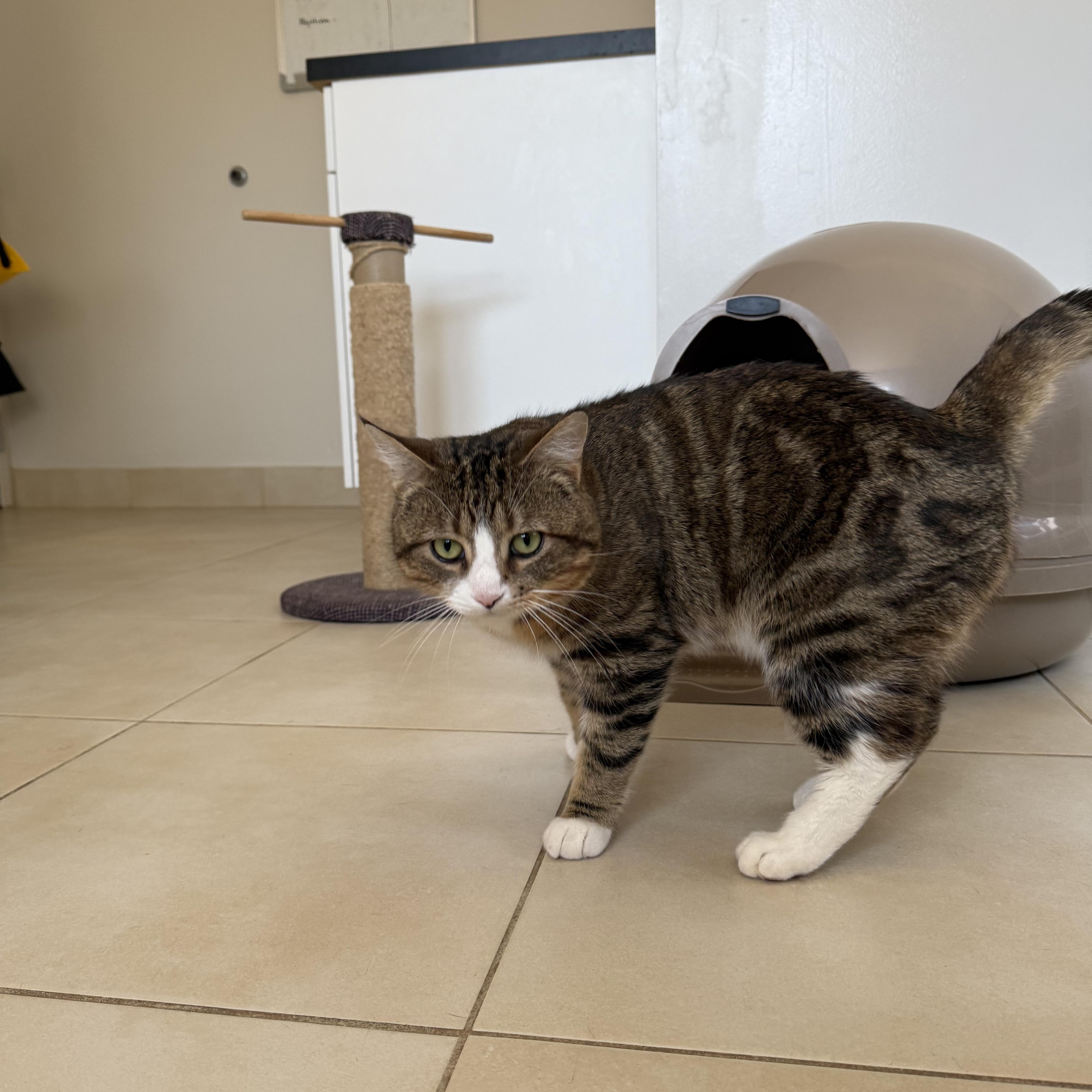 Enlarge Thyme, an adopted Domestic Short Hair in North Haven, CT image 4/6