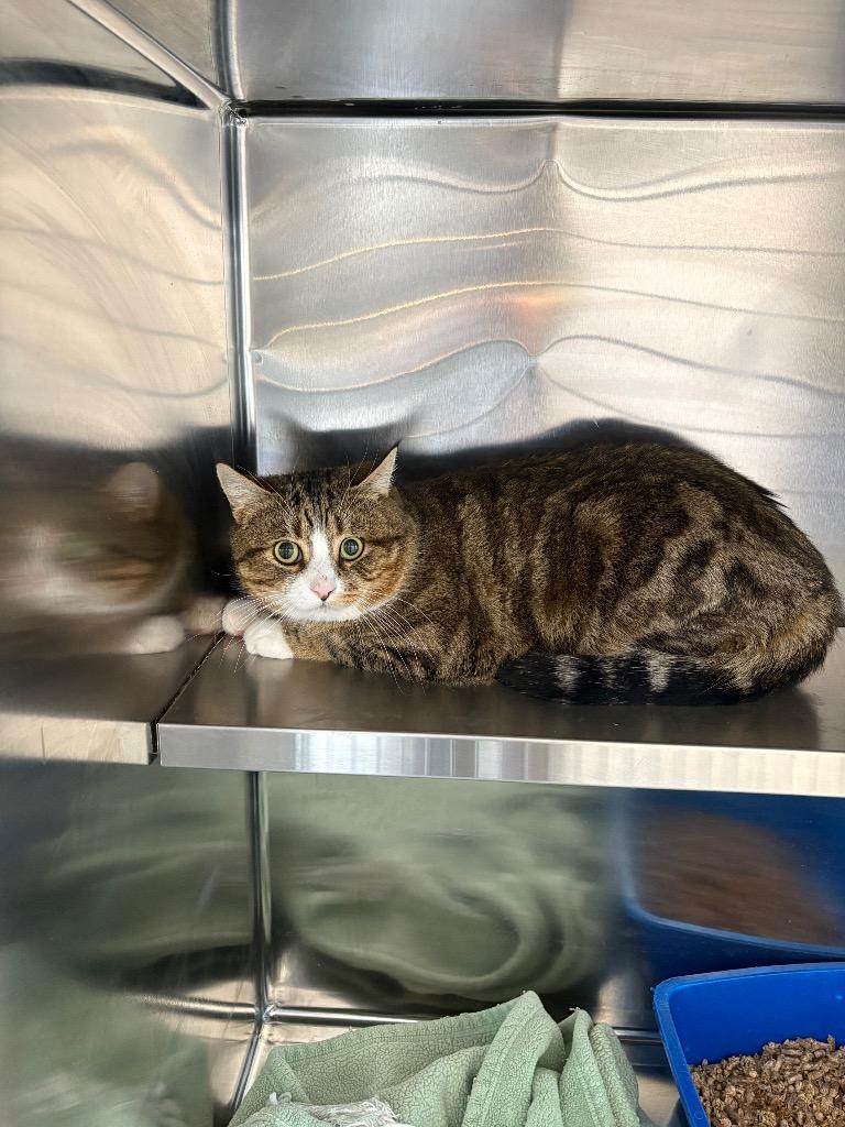 Enlarge Thyme, an adopted Domestic Short Hair in North Haven, CT image 3/6