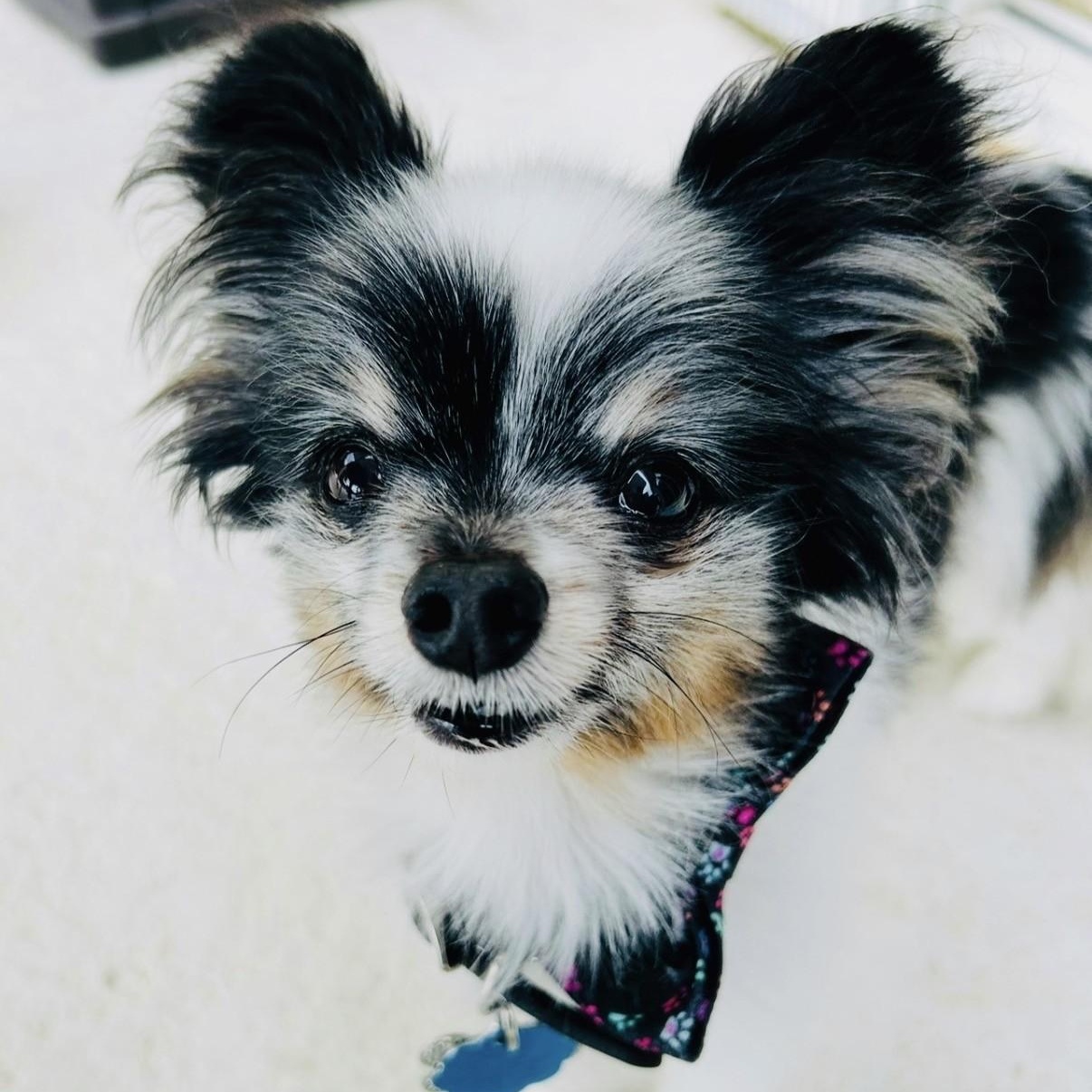 Cooper (and Copper), an adopted Papillon in Boca Raton, FL image 3/6