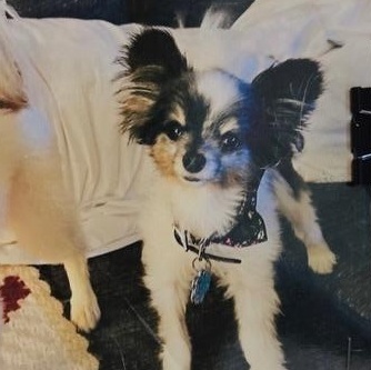 Cooper (and Copper), ADOPTABLE, Senior Male Papillon.