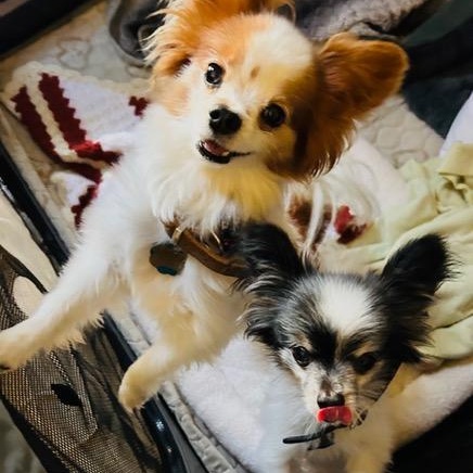 Cooper (and Copper), an adopted Papillon in Boca Raton, FL image 5/6
