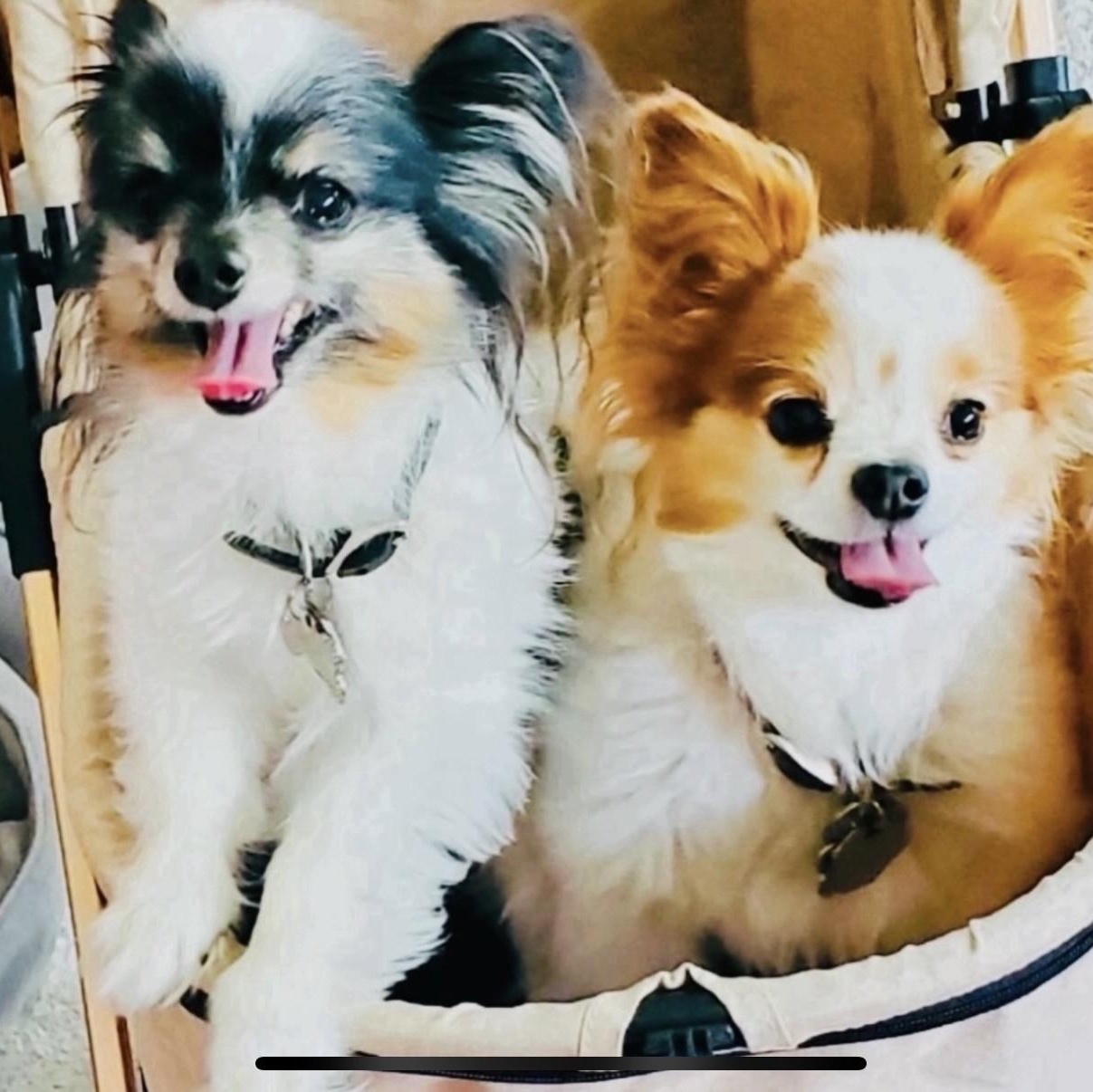 Cooper (and Copper), an adopted Papillon in Boca Raton, FL image 2/6